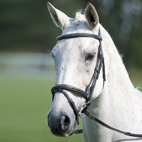High Quality Equestrian Reins Cowhide Leathter Head Collars Brown Color Halter Black Color Horse Riding Halter
