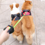 Dual Dogs Pet Leash Ropes 360° Auto Retractable Pet Dogs Traction Rope Adjustable Dual Dogs Strap Auto Flexible Pet Leash Rope