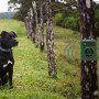Anti Barking Control Device Bark Stop Repelled Harmless Mini Deterrents Silencer for Dog VGE